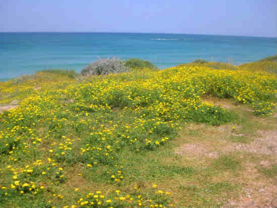 סיורי פריחה, טיולי משפחות, אטרקציות לילדים, טיול עם ילדים, פעילות לילדים